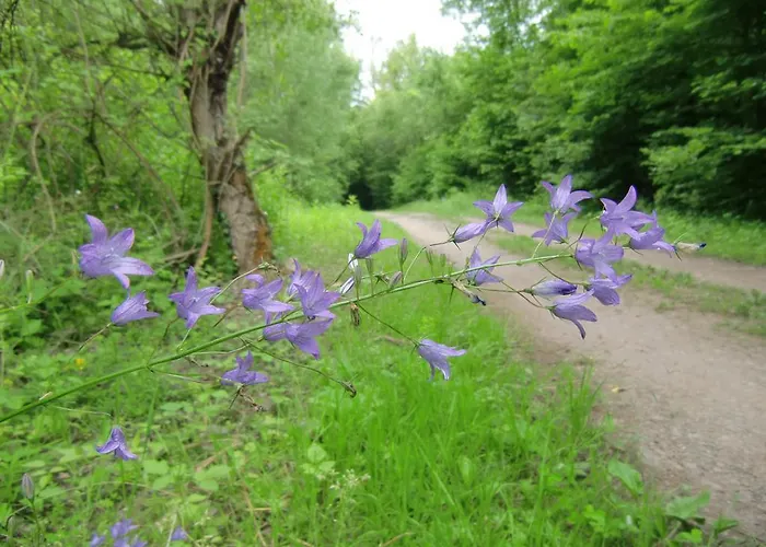 Schausten * Кохем